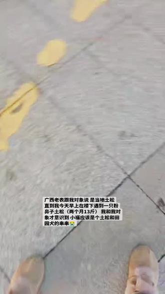 本来我说遇到了同类,抱小狗看一看,结果人家才是正版土松,我们是串串🥲#萌宠日常记录 #广西土松 #粉鼻子土松 #黑鼻子土松 #串串狗也可爱