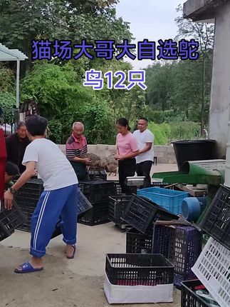 猫场大哥养羊改行了,现在来养鸵鸟。