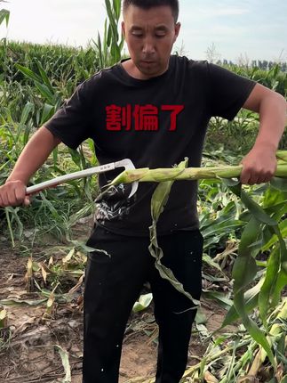 这个动作太难了,镰刀不快做不到#抖音助农 #镰刀 #锰钢镰刀 #三农 #锋利无比 @我要上热门