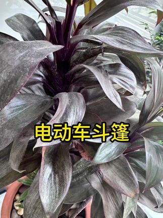 #电动车斗篷 #挡风被 #电动车挡风被