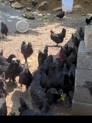 这是现代小恐龙嘛?#土鸡 #土鸡蛋 #三农 #养鸡