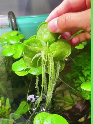 鱼缸里放片小铜钱 你想把鱼养死都难#养鱼日记 #水草造景