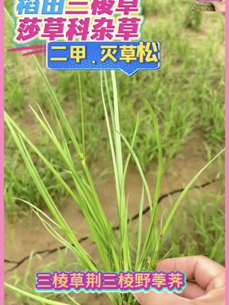 二甲灭草松打水稻田阔叶草莎草烂叶烂根 #水稻种植#水稻除草#水稻除草剂#二甲灭草松 #三棱草怎么除