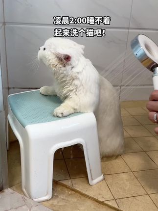 果冻是只可爱猫