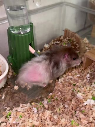 布卡星仓鼠深海鱼油胶囊美毛零食营养补充剂金丝熊调理肠胃专用品