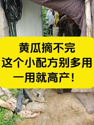黄瓜摘不完?这个小配方别多用,一用就高产!#黄瓜种植 #黄瓜#农业种植