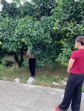 #要柚子的来咯#姐妹组合最佳搭档 #