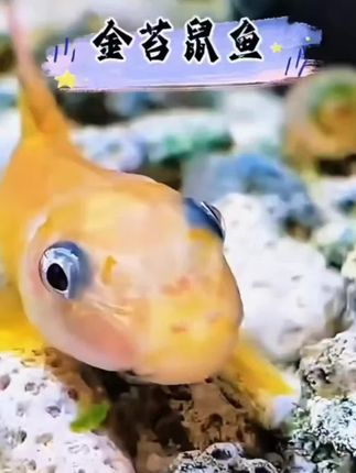 #金苔鼠鱼#养鱼#养鱼日记 #观赏鱼#鱼儿自由自在的水中游