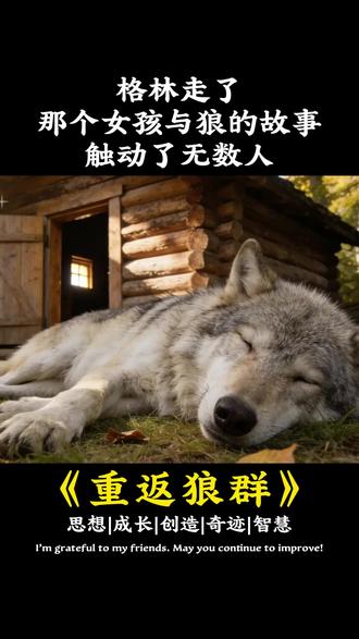 格林走了,那个女孩与狼的故事触动了无数人#格林 #人生智慧 #重返狼群