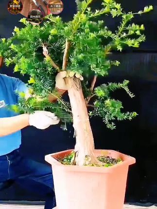 #创作灵感 #盆景 手持锯锋利耐用不伤枝,盆景制作修剪更顺畅,工具选对,事半功倍#盆景素材 #盆景制作 #盆景艺术
