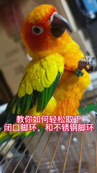如何轻松给鸟宝取闭口脚环,不锈钢脚环#鹦鹉 #手养鹦鹉 #鹦鹉日常 #鹦鹉取脚环 #小太阳