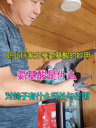 #信鸽赛鸽 #赛鸽比赛 #赛鸽科学先锋 #又在骗我养鸽子 #养鸽子