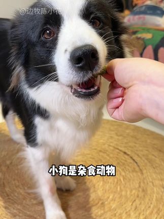 狗狗和人一样是杂食动物,多吃孢子甘蓝补充维生素和膳食纤维,这种加了鸭肉的适口性比普通甘蓝适口性更好,狗狗更爱吃!#家有萌宠