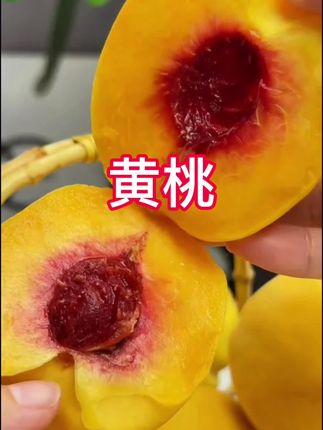 #热们 硬吃脆甜,软吃爆汁的锦绣黄桃!#桃子熟了 #锦绣黄桃 #蒙阴蜜桃 #分享家乡特产
