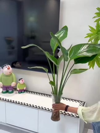 家里摆上这盆天堂鸟,不仅显得高档大气,而且寓意非常好,象征着吉祥如意、幸福安康。它是水培植物,不需要土壤栽培,也不需要阳光照射,把它放在客厅里或者卧室里都非常合适。#绿植#天堂鸟 #抖音助手