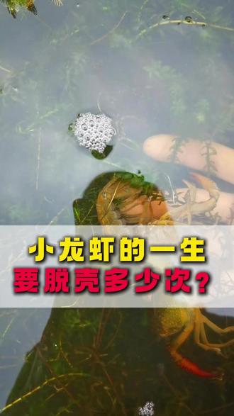 小龙虾一生要脱壳多少次? #水产养殖 #三农 #小龙虾 #水产 #鱼虾蟹养殖