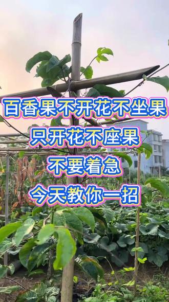 百香果不开花不坐果,只开花不结果的,不要着急,今天教你一招 #百香果修剪技巧 #百香果座果#百香果不开花#百香果不结果#百香果种植#百香果种植技术#百香果种植技巧#百香果高产#百香果高产秘诀