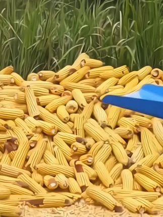 #电动脱粒玉米机#脱粒玉米机