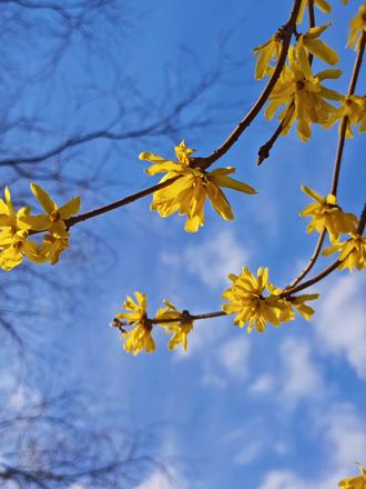 春天来了 长青公园的迎春花都绽放了