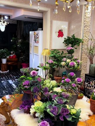 家里好看的秘密.该种羽衣甘蓝了。#羽衣甘蓝 #羽衣甘蓝老桩 #羽衣甘蓝盆栽