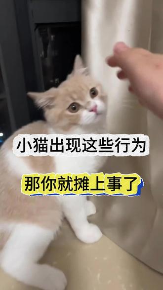 猫咪出现这些行为,你就麻烦了#猫咪#萌宠#养猫知识#宠物指南