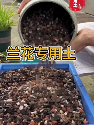 种兰花选对土很关键,秋冬季换盆就 #兰花植料 #兰花专用土 #兰花种植 #养兰人