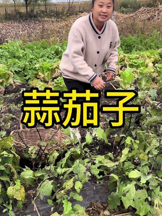 这回茄子可没有了 都腌蒜茄子了#记录大山里的农村生活 #三农 #大自然的馈赠@东北大勇