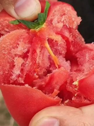 超市番茄吃100次,不如这一颗沙瓤露天果!它不是硬邦邦的“蔬菜模型”,是轻轻一捏就软乎乎,咬下去沙沙糯糯,瞬间爆汁的灵魂番茄!