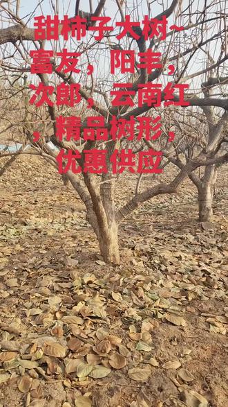 莱阳精品大柿子树,品种有富友,次郎,阳丰,云南红,优惠供应, 烟台,菜阳,莱西,潍坊,平度,蓬莱,莱州,招远,龙口,栖霞,莱山,福山,海阳,胶州,黄岛,胶南,稻田,寿光,坊子,奎文,高密,青州,昌邑,黄楼,王坟,临朐,新泰,淄川,博山,沂源,沂水,日照,五莲,安丘,莱芜,威海,泰安,安阳,河南,口镇,淮阳,濮阳,沭阳,焦作,新乡,郑郑,周口,开封,滕州,枣庄,城阳,即墨,莘县,冠县,邯郸,新沂,河北,沧州,河间,滑县,东营,淄博,济宁,德州,济南,钢城,历城,商丘,许昌,驻马店,邹平,信阳,聊城,荷泽,东明,莱芜,牡丹区,平原,东阿,阳谷,齐河,高唐,乳山,环翠区,温县,驿城,鲁南,长清,沾化,牟平,大泽山,云山,源头基地,巩义,尉氏,金水,获嘉,登封,新密,文峰,天桥,张店,博兴,阳信,滨州,青岛,南阳,保定,单县,花木城,花卉市场,集散地,苗木市场大集,桂花批发,盆景园,苗木基地,电商运营,南外环大厅,金桂,银桂,丹桂,四季桂,自产自销,批发优惠供应,莱阳融通桂花苗木基地,本基地专业桂花二十多年,在莱阳本地,现有桂花园三处,周边地区另有桂花基地六处,多年以来,销量一直位于山东省前列,包括高~中~低档,地栽~盆栽~盆景~老桂花,占地用~绿化用~收藏级。现有沉香桂,老金桂,柳叶银,朱砂桂,状元红,堰红桂,玉桂,金状元,赤金,莲籽桂,八角桂,龙桂,红花丹桂,四季丹桂,天香台阁,佛顶珠,金满堂,日香桂,四季金桂,红日香,月桂……等三十多个品种,欢迎爱好桂花的朋友考察~交流~合作。 莱阳源华盛琳苗木基地~融通桂花园——(微信同号)15866368868#园林景观 #绿化 #水果 柿子#抖音