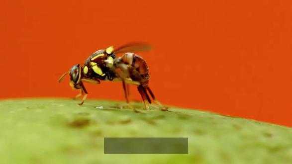 #赛博果蝇 #人类意识 #有趣的知识又增长了 #每天跟我涨知识 #玩法达人中心
人类,预计15年后就可以实现永生了