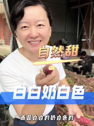 买生鲜产品最怕买到不新鲜的,咱们家的香薯都是现挖的,带着根须给大家发货的,必须是新鲜的。#优质农产品 #红薯
