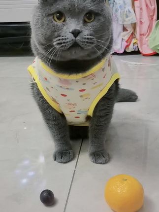 饭团两种水果看你怎么选#萌宠动物 #可爱小猫咪 #萌宠视频