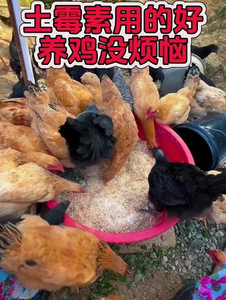 #鸡鸭鹅养殖#养殖小妙招#科学养殖