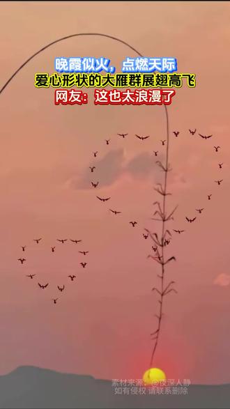 晚霞似火,点燃天际,爱心形状的大雁群展翅高飞