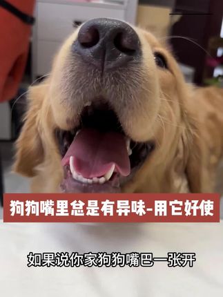 狗狗嘴里有异味的,但是你又老想跟他贴贴,建议试试这个#新手养宠 #我和我的狗 #养狗经验分享 #养狗人