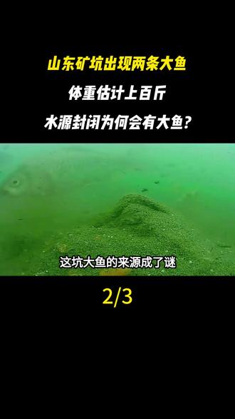 山东矿坑出现两条大鱼,体重估计上百斤:水源封闭为何会有大鱼?