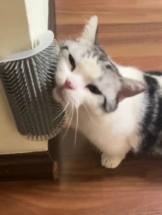 有了这个墙再也没有黑一块白一块了#蹭痒神器 #猫咪日常 #猫咪的迷惑行为 #养猫日常