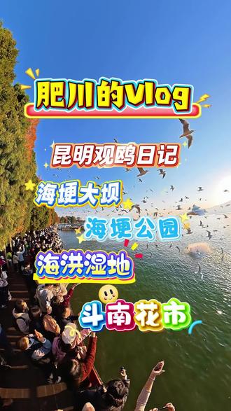昆明观鸥vlog | 海埂大坝 | 海埂公园 | 海洪湿地公园 | 斗南花市#vlog十亿流量扶持计划 #肥川