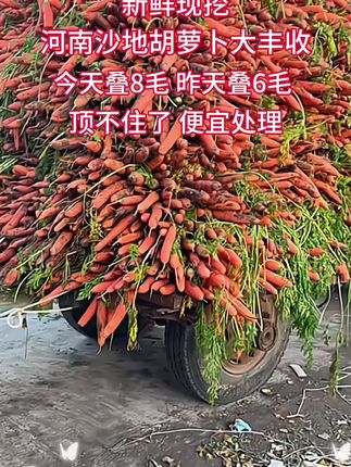 #沙地胡萝卜 #优质农产品 #抖音助农 #纯天然绿色蔬菜