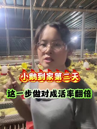 鹅苗第二天这一步做对成活率翻倍 鹅苗到家第二天,这一步做对成活率翻倍。#养鹅人 #养鹅 #养鹅技术分享 #三农流量扶持计划 #农村创业养殖