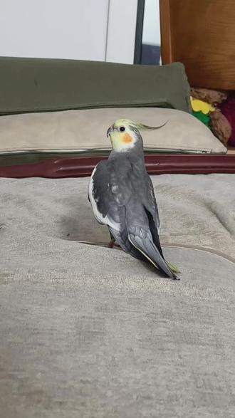 日常呼唤小鸡
#玄凤鹦鹉 #鹦鹉