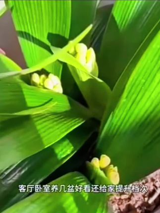季君子兰栽室内季君子兰栽室内带花苞花盆卉植物精品室内绿植好四养圆头和尚常青花苞花盆卉植物精品室内绿植好四养圆头和尚常青#好物推荐🔥