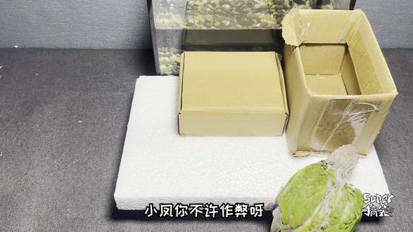 测试:给鹦鹉雏鸟,制造一个简单的台阶,它能爬到终点吗?