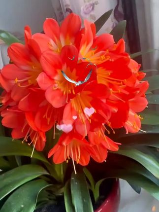 #花卉绿植 #室内绿植 君子兰盆栽花卉绿植基地直发耐阴耐旱植物好养的室内桌面植物花卉#每天分享各种花卉绿植