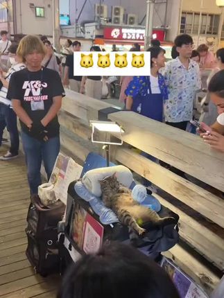 #心碎的声音 #黑豆ado 街边的小猫