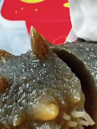 #美食 #参阿婆鲜蒸即食海参#海参 #高营养高蛋白 #养生好物分享
