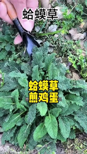 蛤蟆草煎鸡蛋的功效是什么?#分享健康小常识 #生哥说草