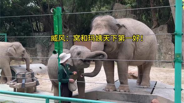 威风:窝和玛姨天下第一好!#大象玛利亚 #大象威风 #大象安妮 #可爱到爆炸💥 #长隆野生动物园
