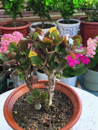 植物花卉经常黄叶不生长不开花,那是植物缺少养分,用这个营养片 #绿植 J