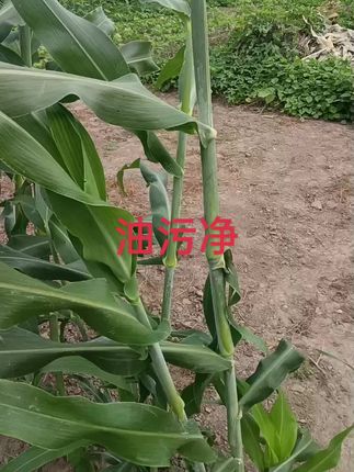 好东酉一起分享给大家…
